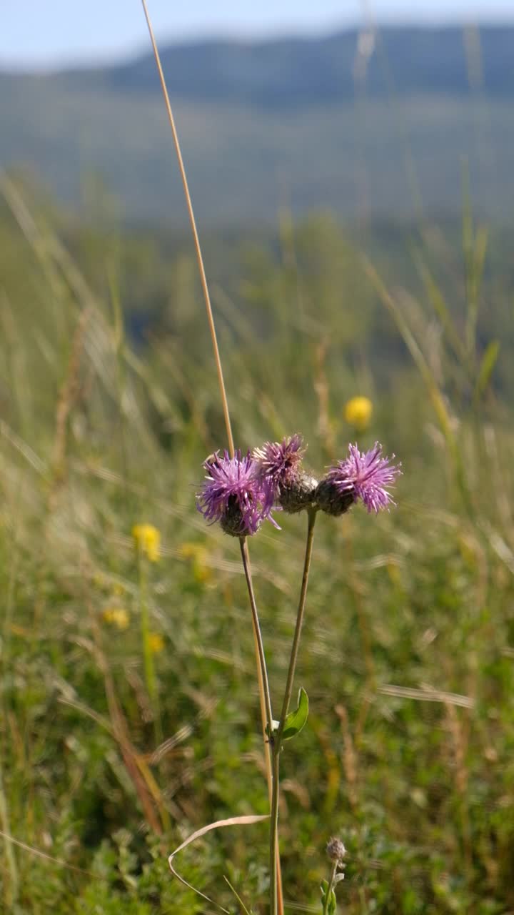 山上的野花由蜜蜂授粉视频素材