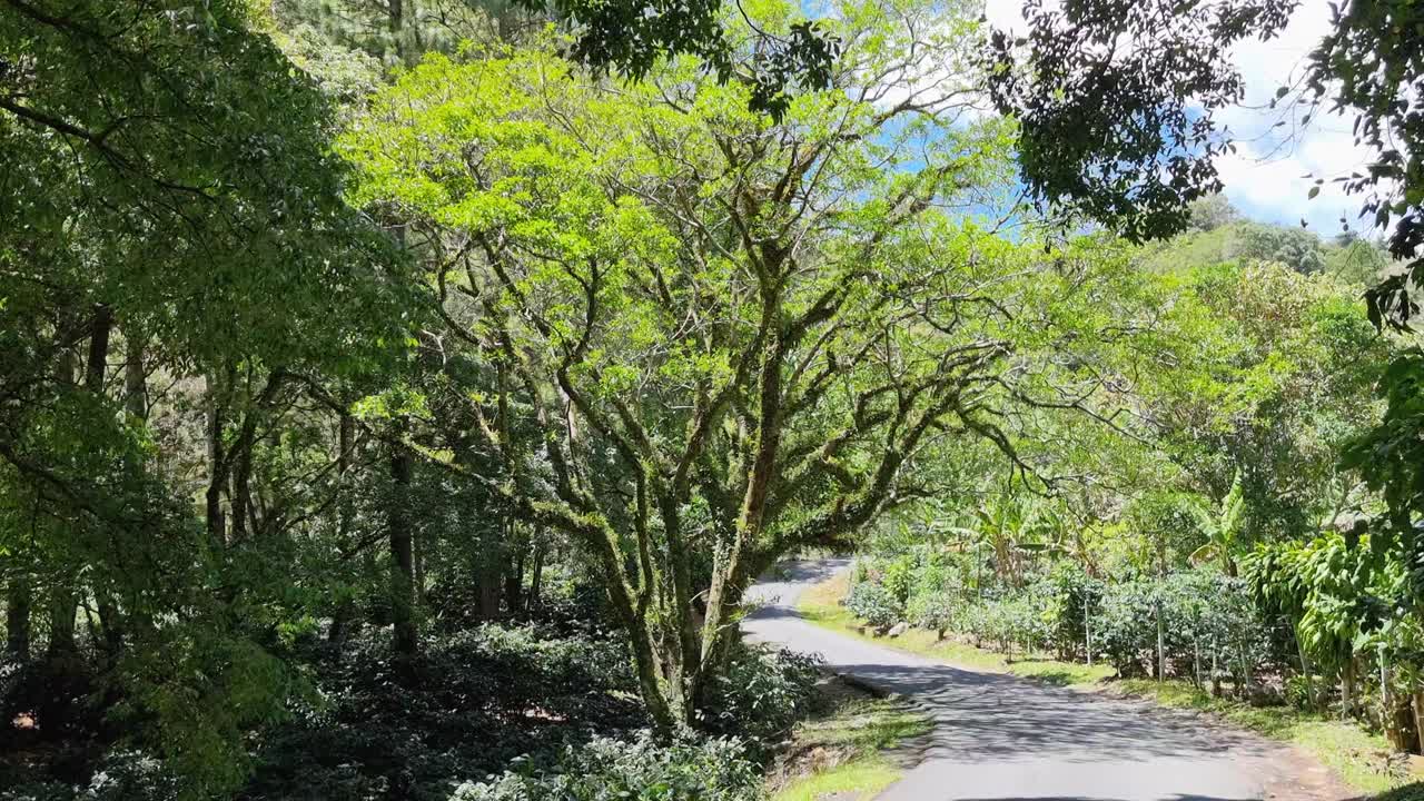 巴拿马，波奎特山，热带丛林公路视频素材