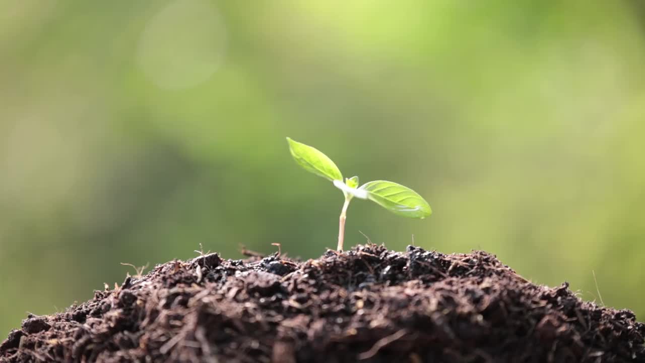 人们也在给植物浇水。视频素材