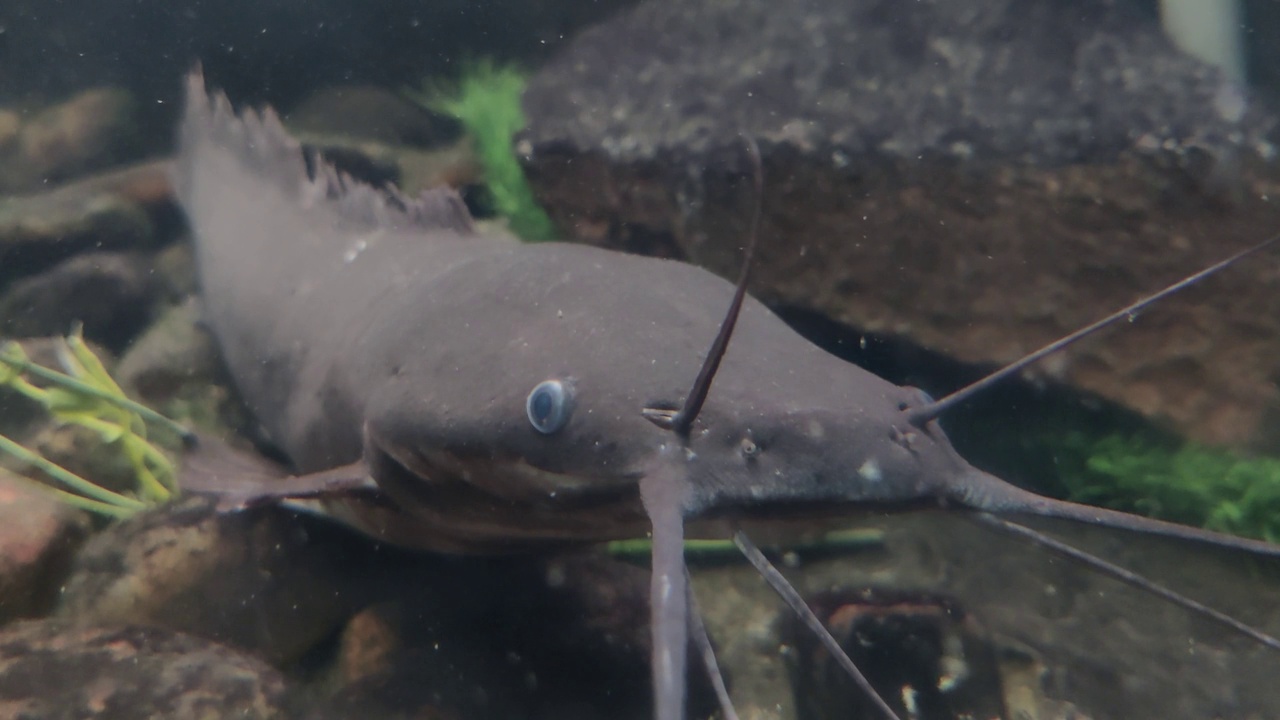 水底水族箱中的Clarias gariepinus猫鱼。视频下载