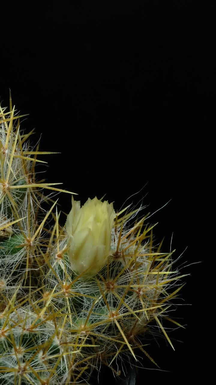 仙人掌花盛开垂直延时视频。视频素材