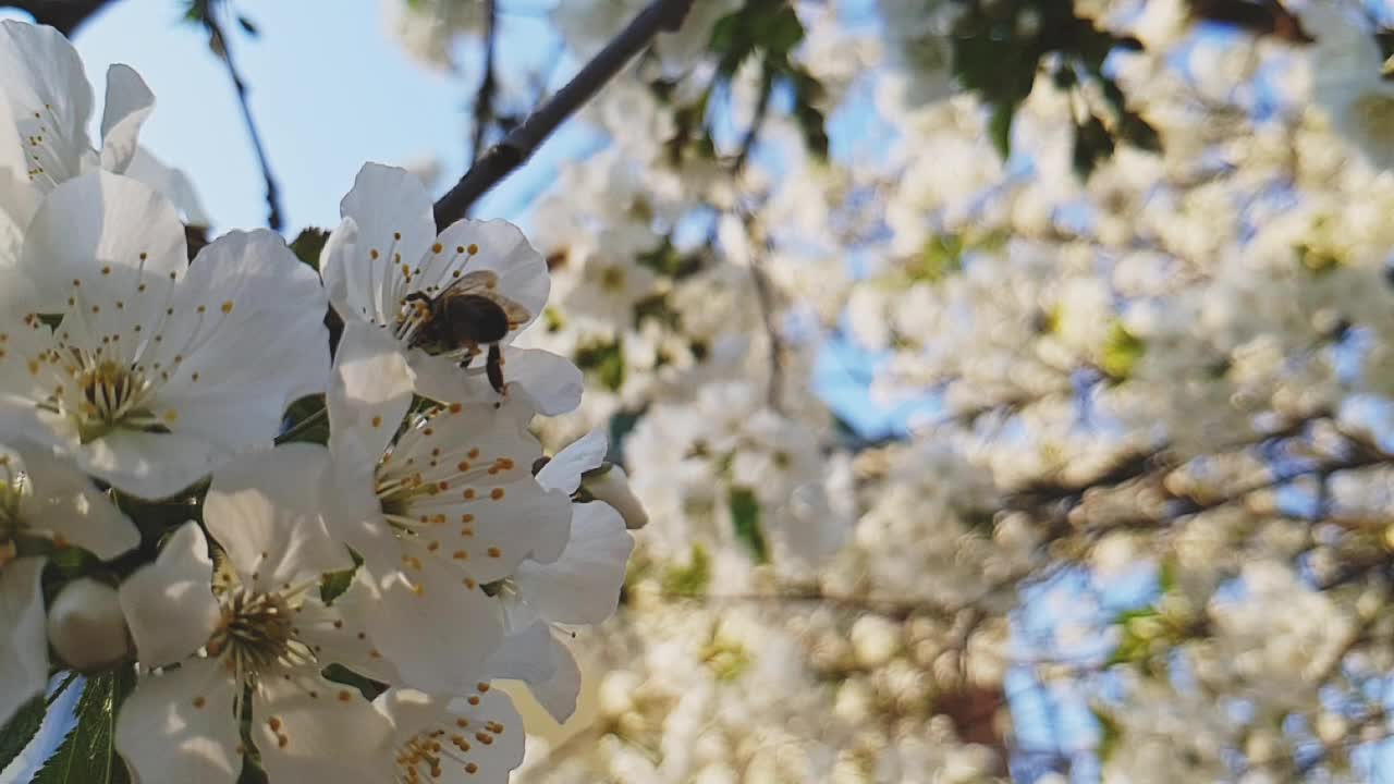 蜜蜂为樱花授粉视频素材