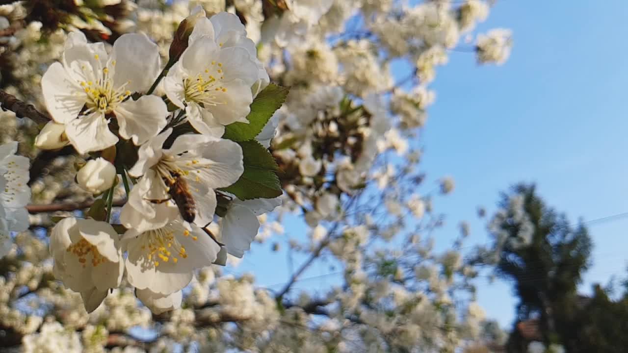 春天，蜜蜂从樱桃树上采集花粉视频素材