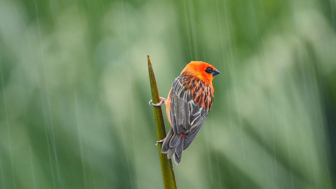 红色的福迪鸟栖息在大雨下的棕榈树上视频素材