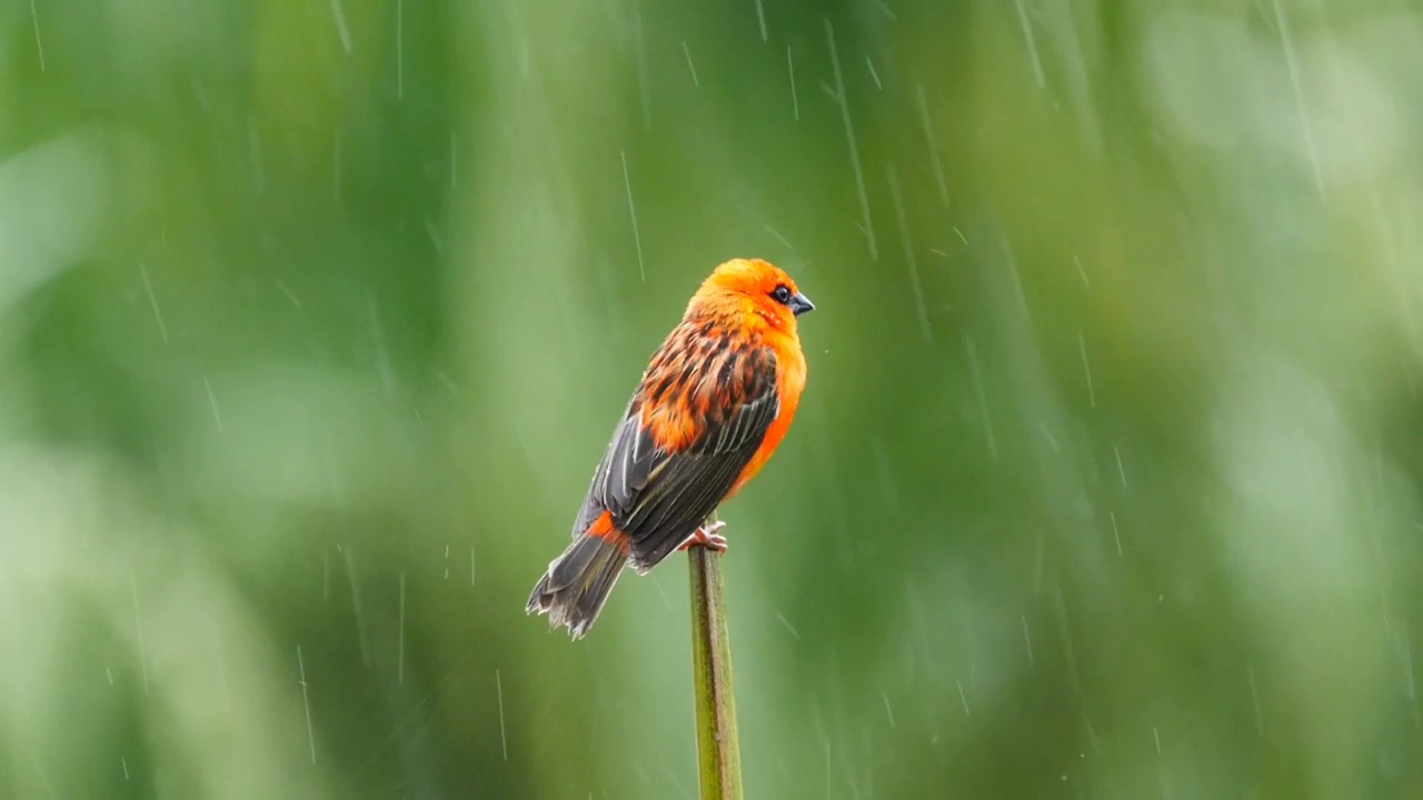 红色的福迪鸟栖息在大雨下的棕榈树上视频素材