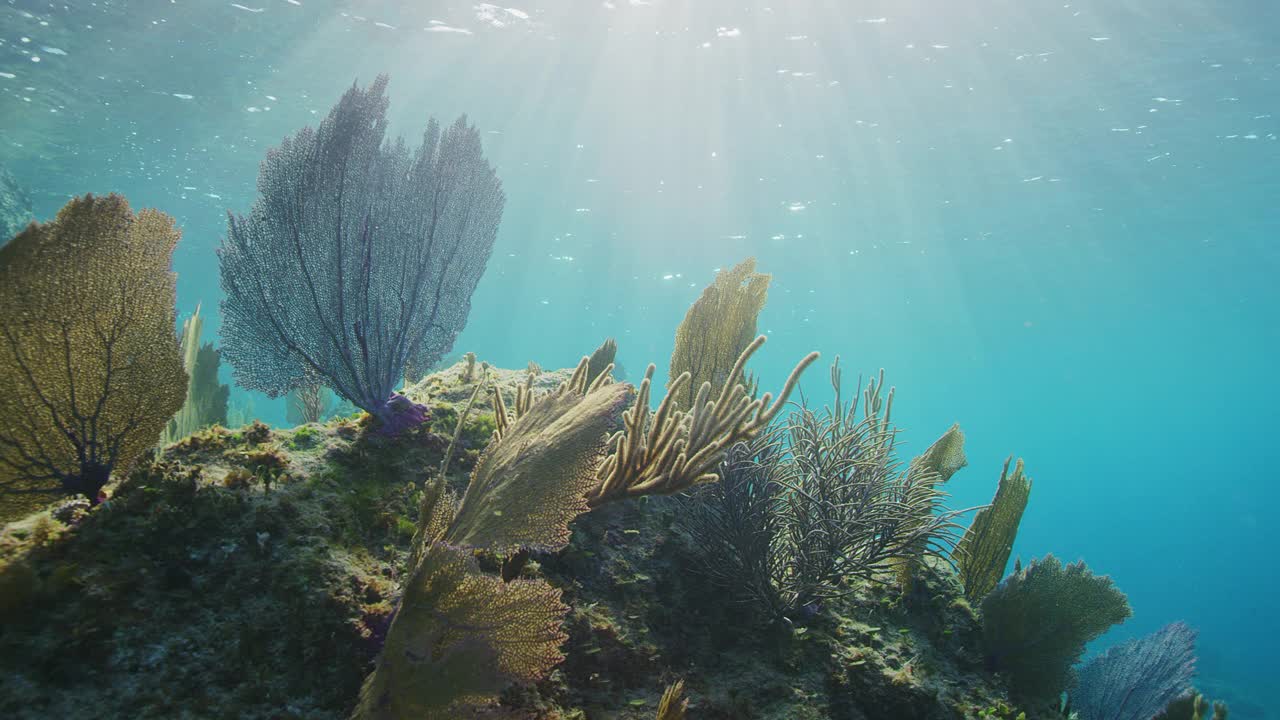 珊瑚海扇视频素材