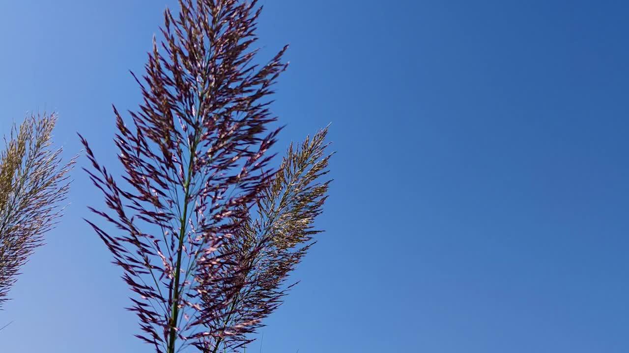 风中的草。干草随风移动，自然背景的奇妙之美。风景如画的卡拉布里亚自然，意大利南部视频素材