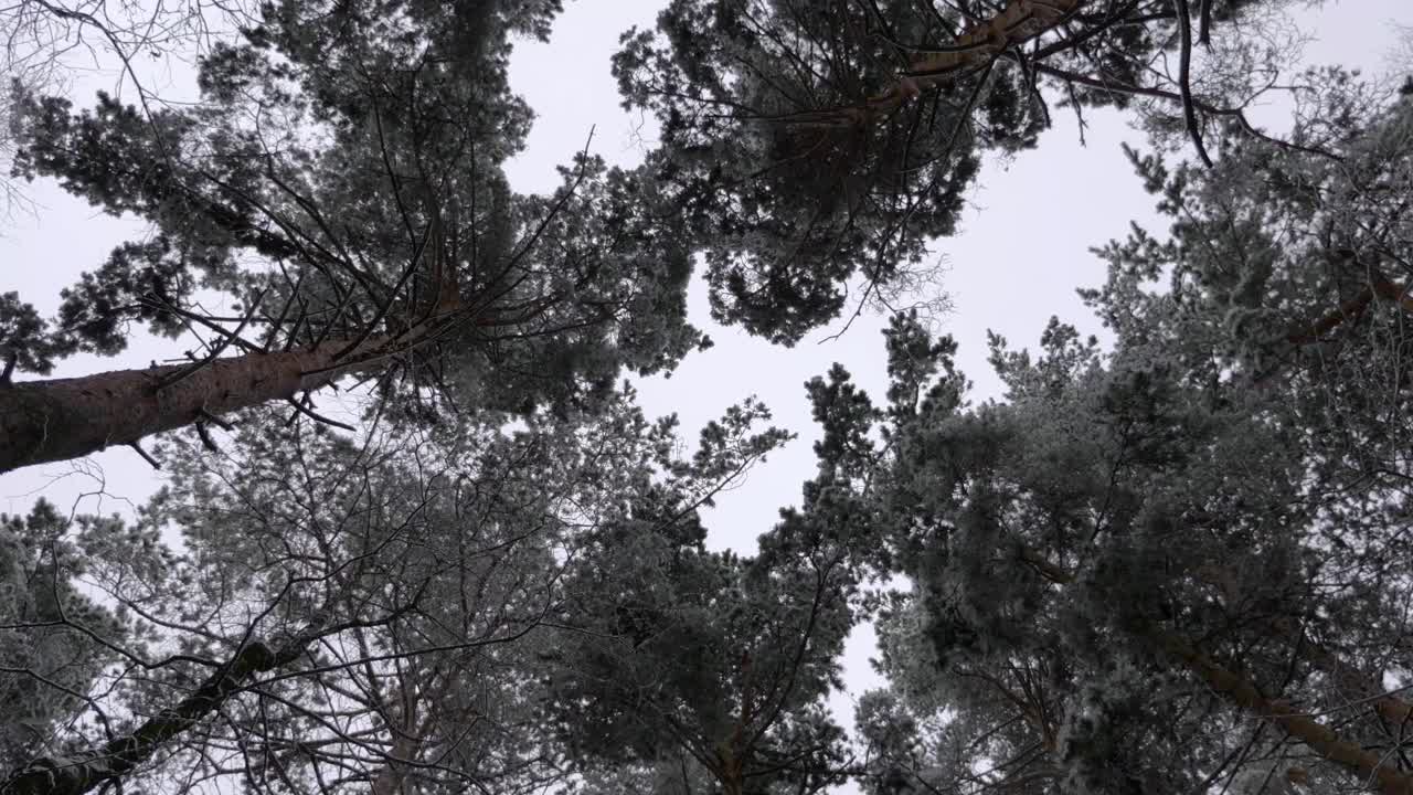 冬季森林里的一场降雪，慢镜头。视频下载