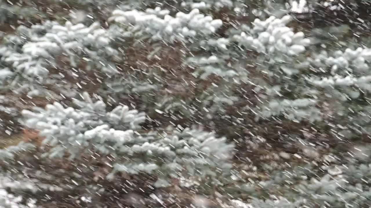 雪和常青树视频素材