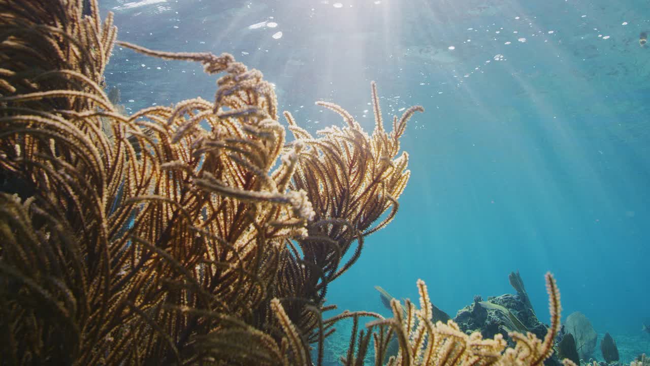 海柱和礁石视频素材