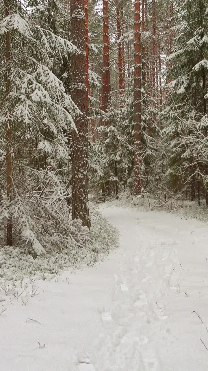 冬季森林和降雪的垂直视频。乡间小路视频素材