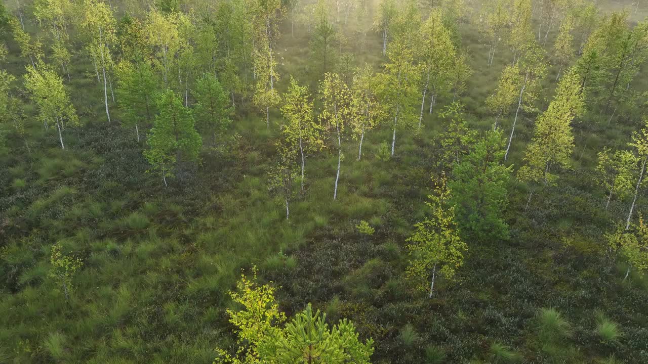 雾蒙蒙的黎明时分，鸟瞰森林。黎明时分，雾笼罩着森林里的绿色冷杉，无人机拍摄。视频素材