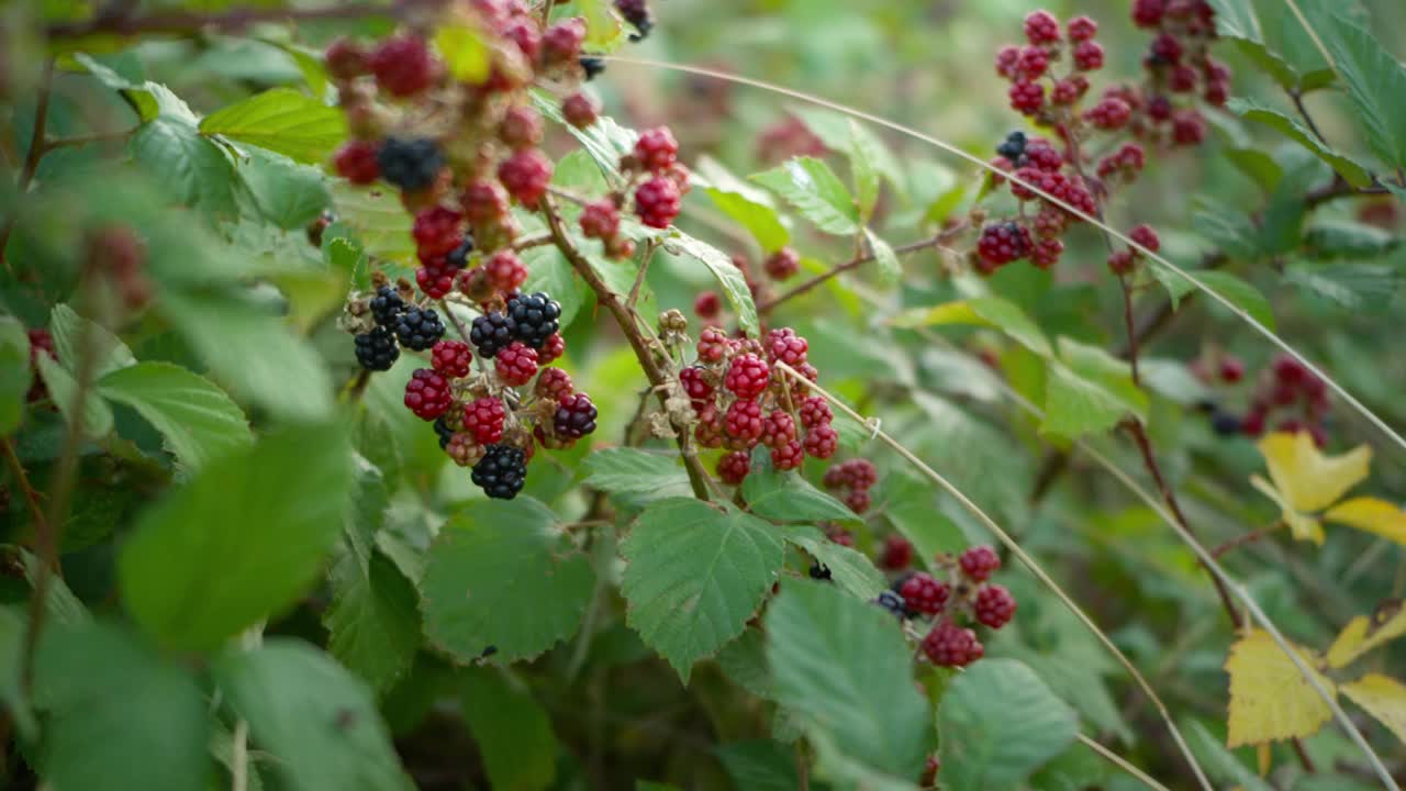 野生黑莓。视频素材