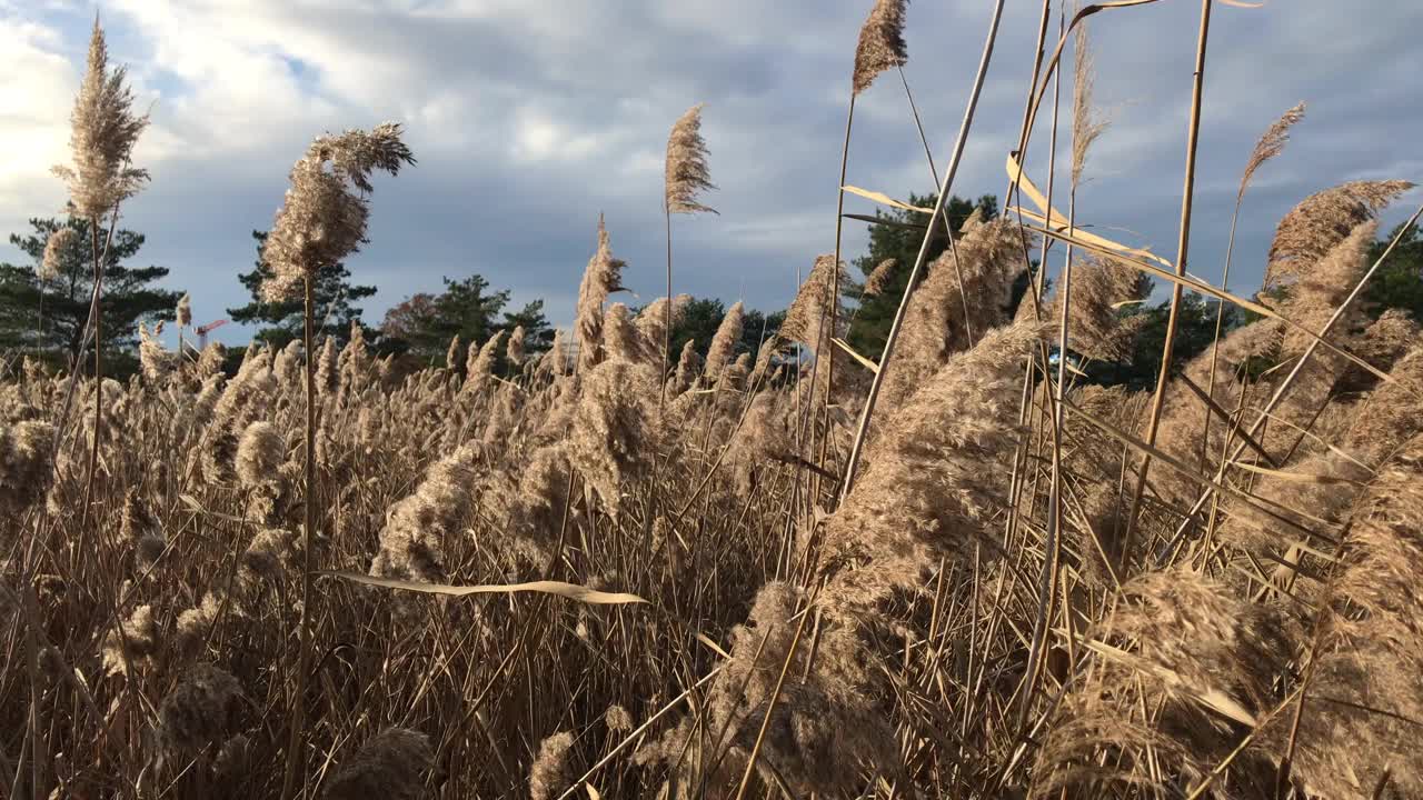 冬天人工芦苇床上的普通芦苇视频素材