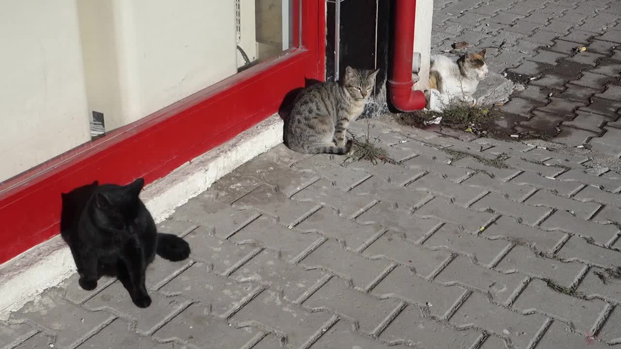 流浪猫，在市场前等待食物的流浪猫，视频素材