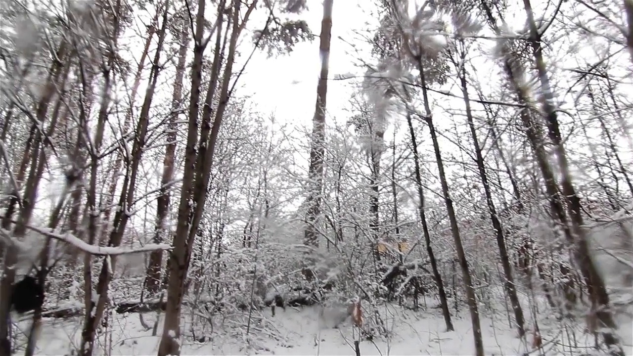 冬季景观，雪从树上掉下来视频素材