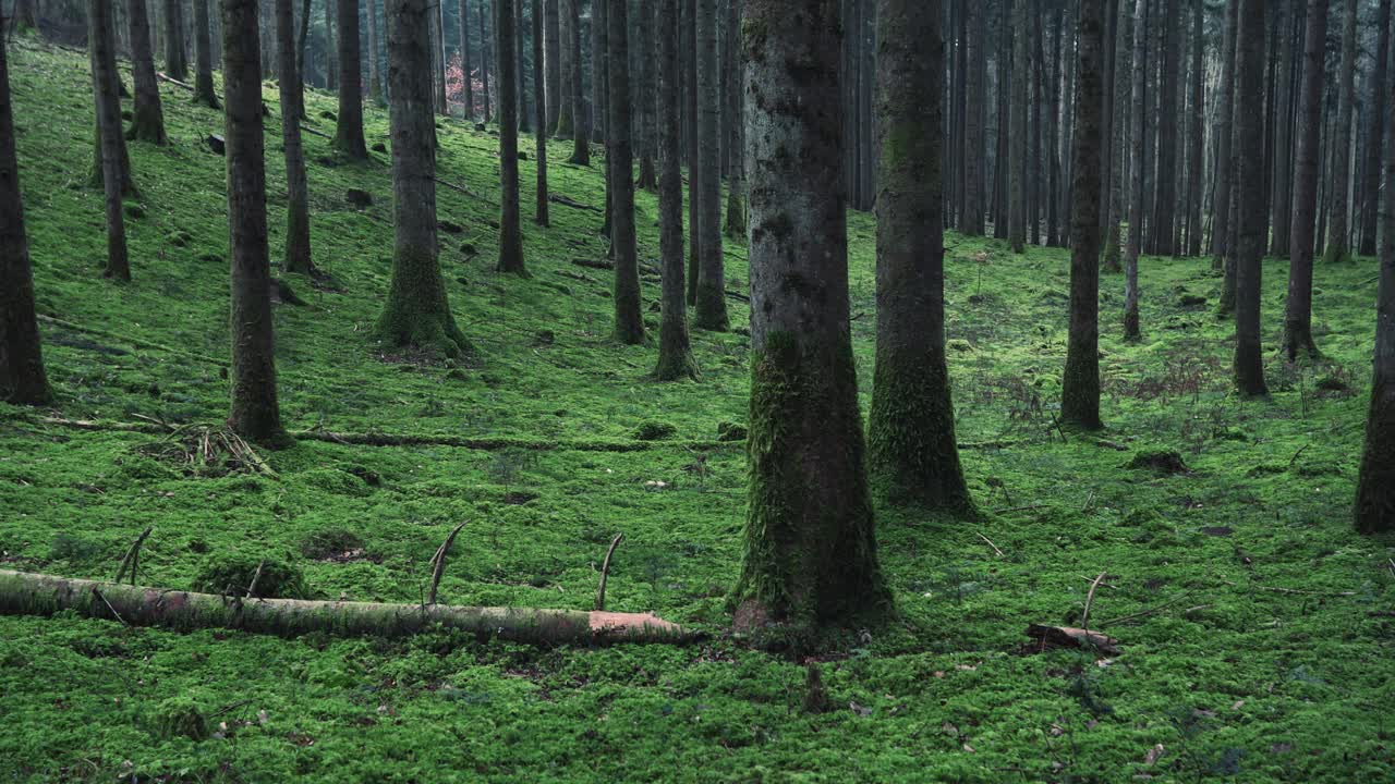 神奇的绿色苔藓森林景观。滑块设备使用。视频素材