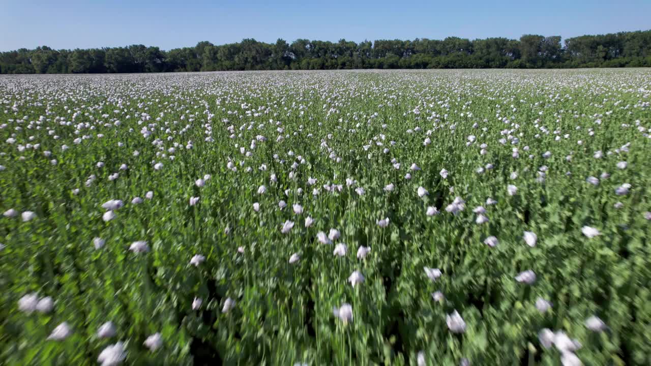 快速低空飞行开花罂粟花(Papaver somniferum)。视频素材