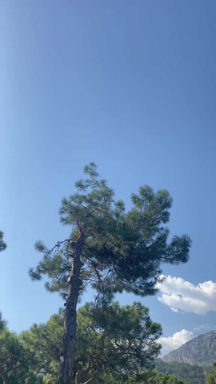 在一个阳光明媚的日子里，针叶松和风景。视频素材