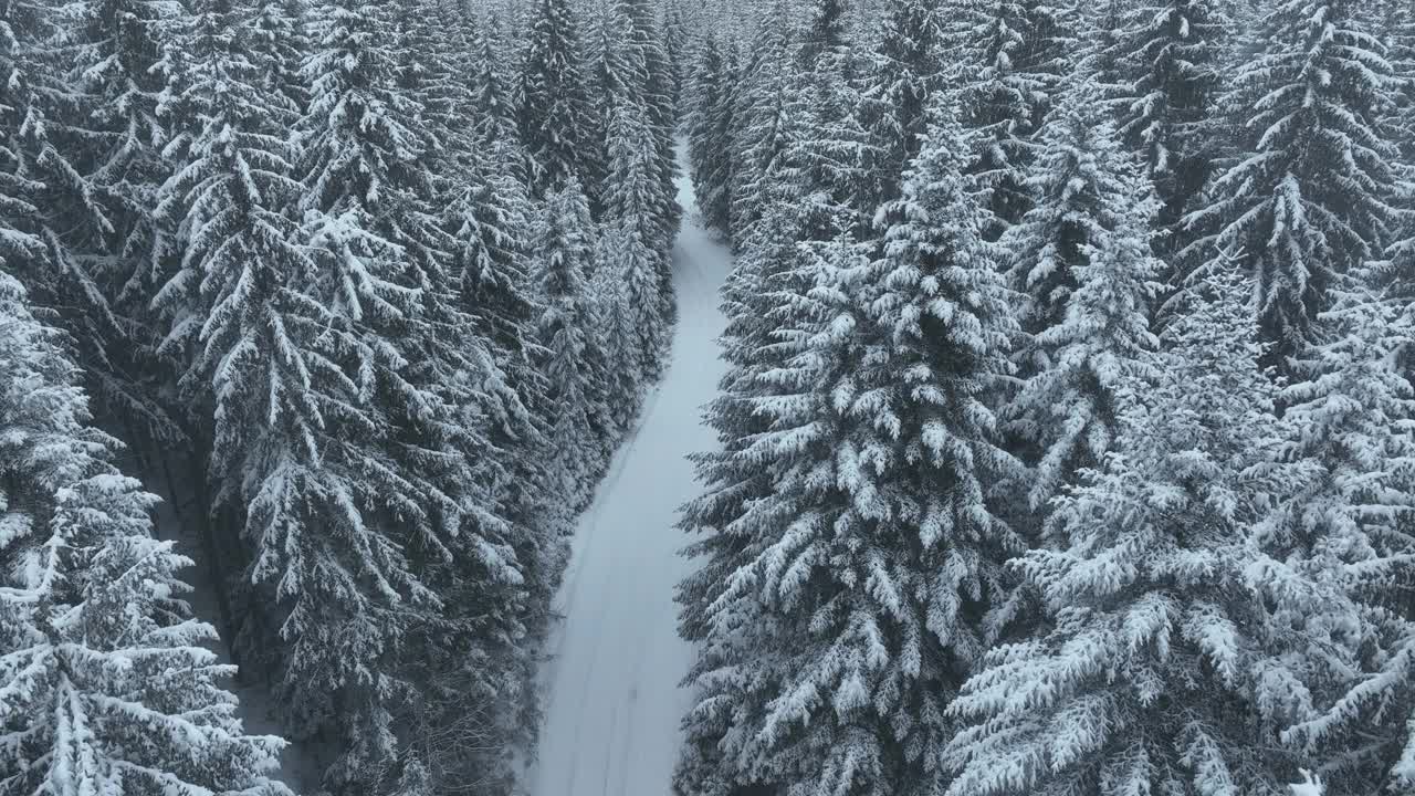 无人机鸟瞰道路在田园诗般的冬季景观自然在茂密的森林与新雪。视频素材