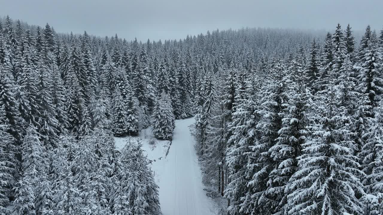 无人机鸟瞰道路在田园诗般的冬季景观自然在茂密的森林与新雪。视频素材