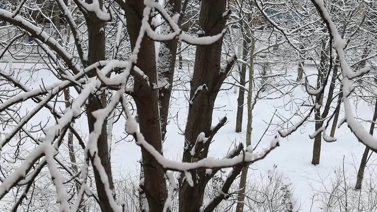 冬天，白雪覆盖着大地，树枝微微摇摆视频下载