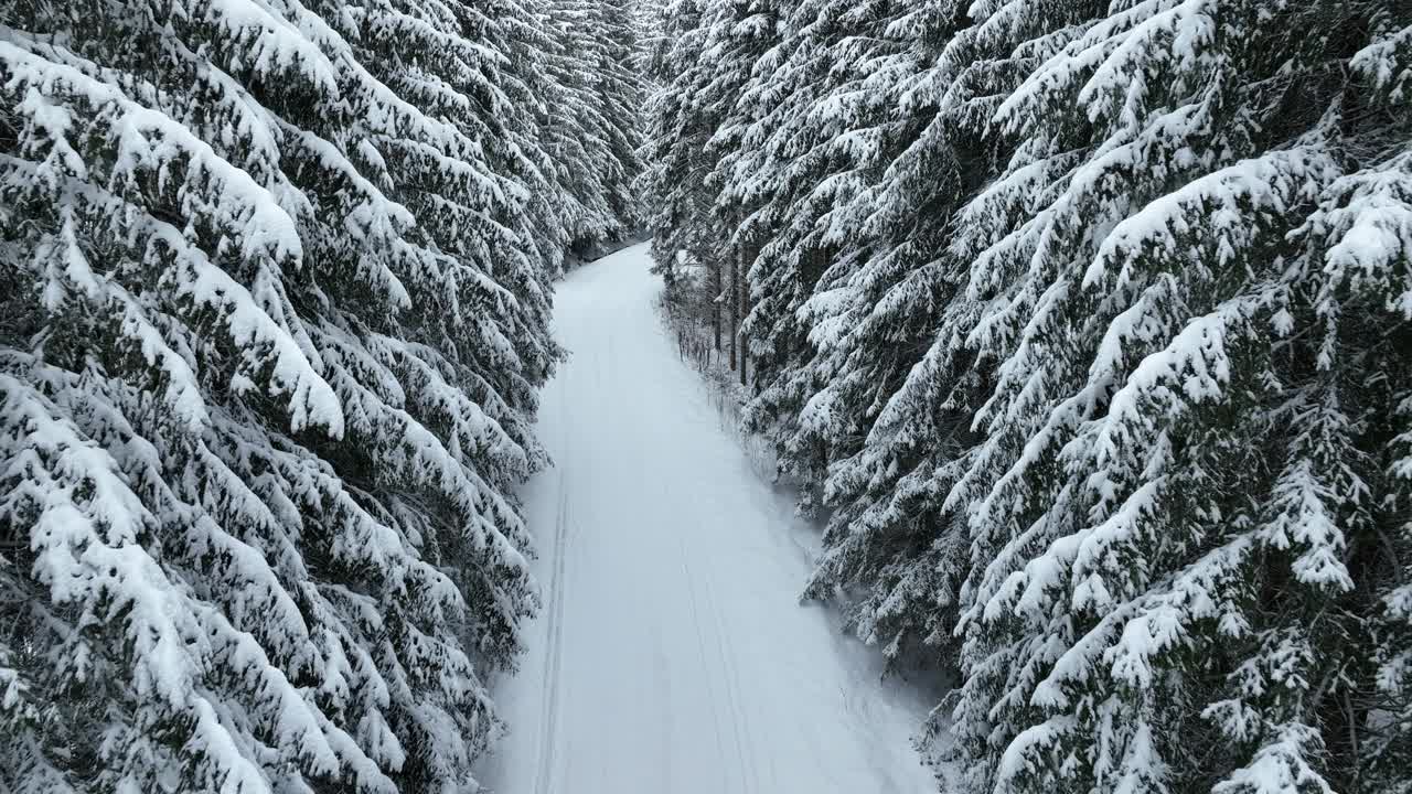 无人机鸟瞰道路在田园诗般的冬季景观自然在茂密的森林与新雪。视频素材