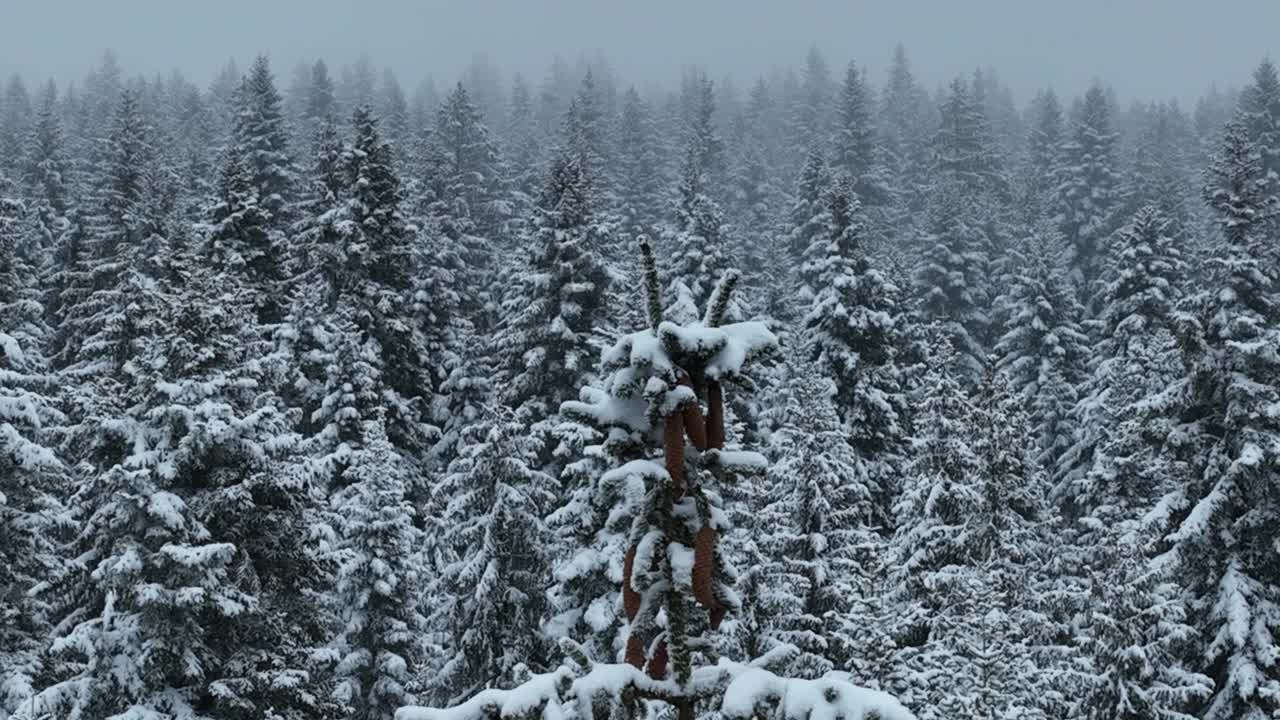 无人机鸟瞰道路在田园诗般的冬季景观自然在茂密的森林与新雪。视频素材