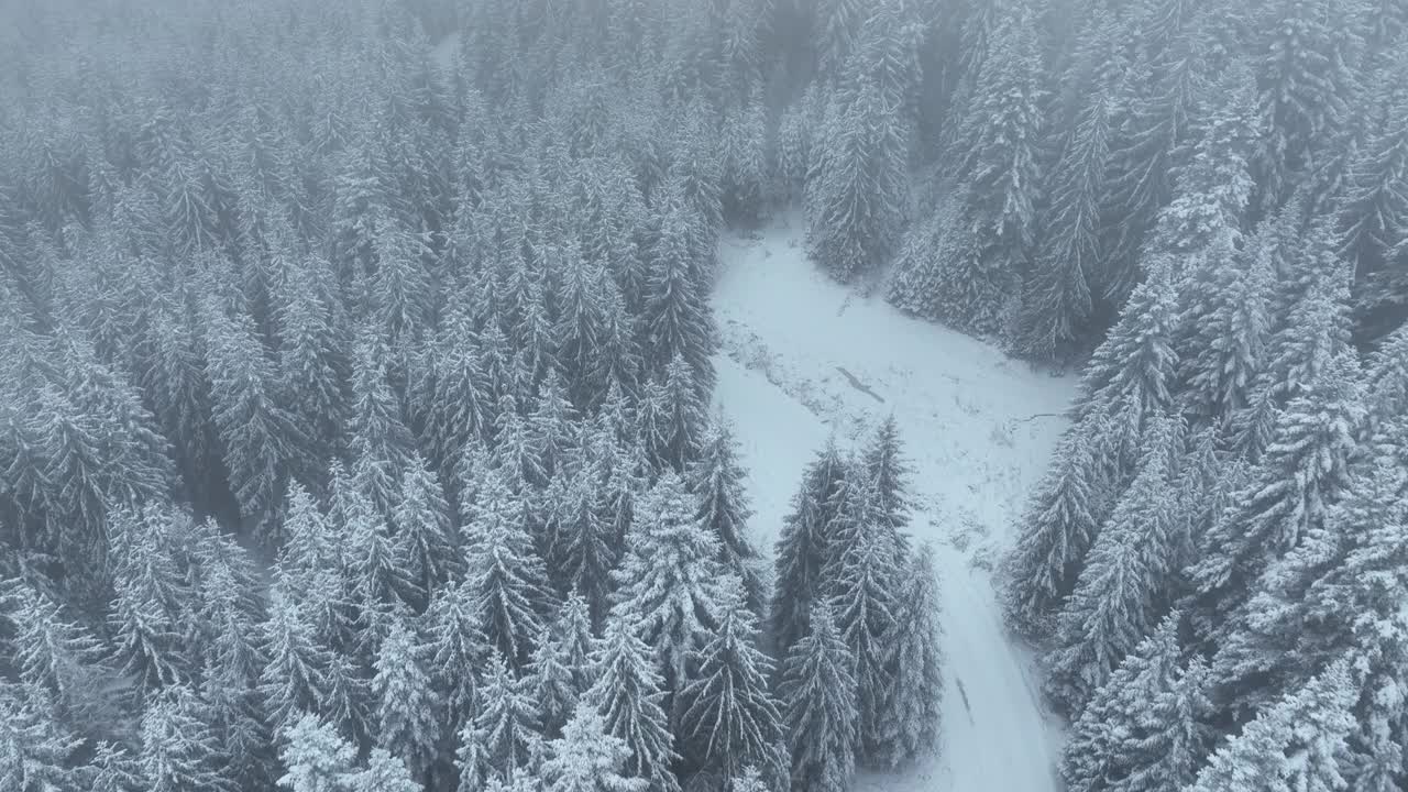 无人机鸟瞰道路在田园诗般的冬季景观自然在茂密的森林与新雪。视频素材