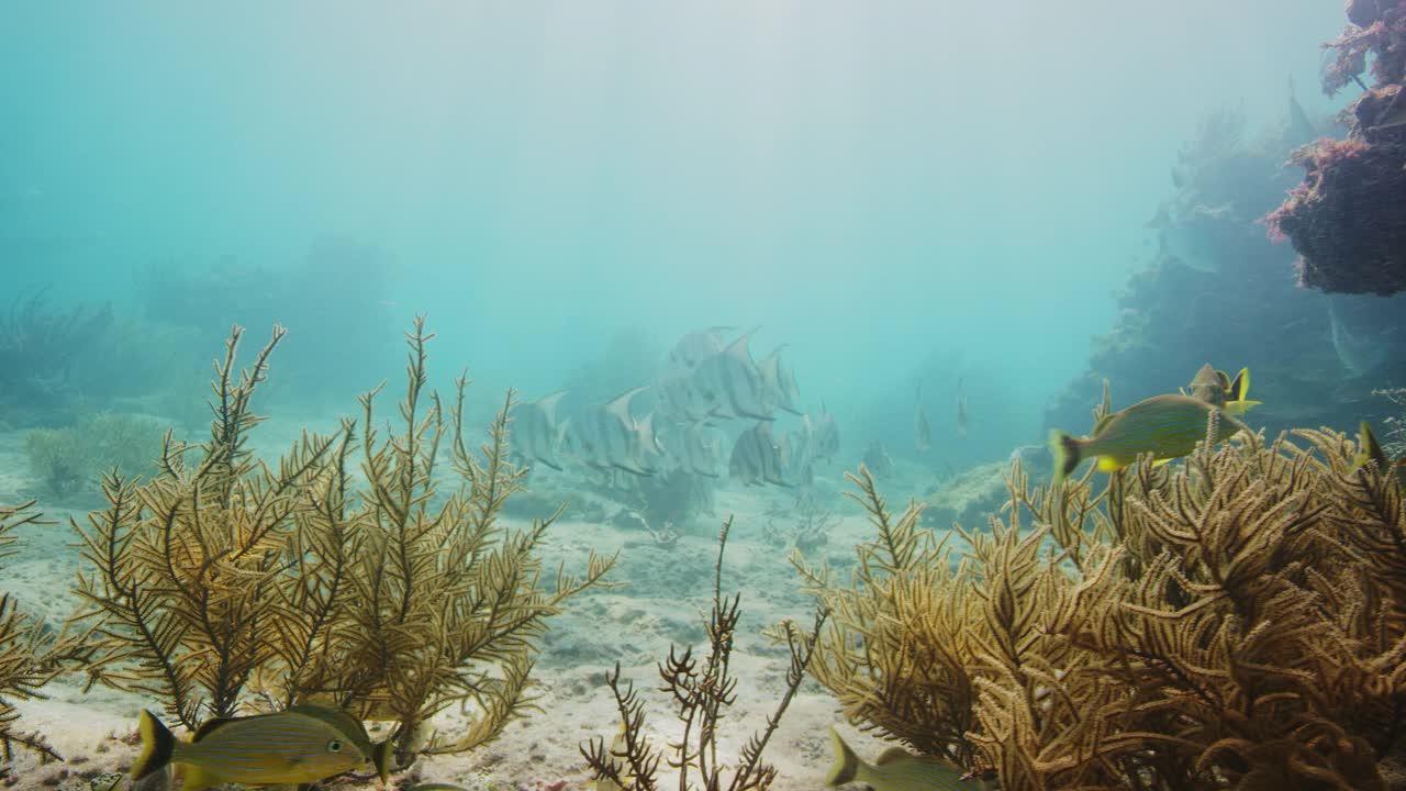 大西洋白鲟视频素材