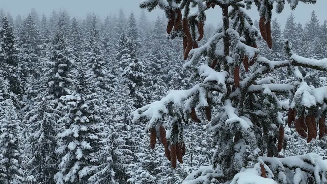 无人机鸟瞰道路在田园诗般的冬季景观自然在茂密的森林与新雪。视频素材