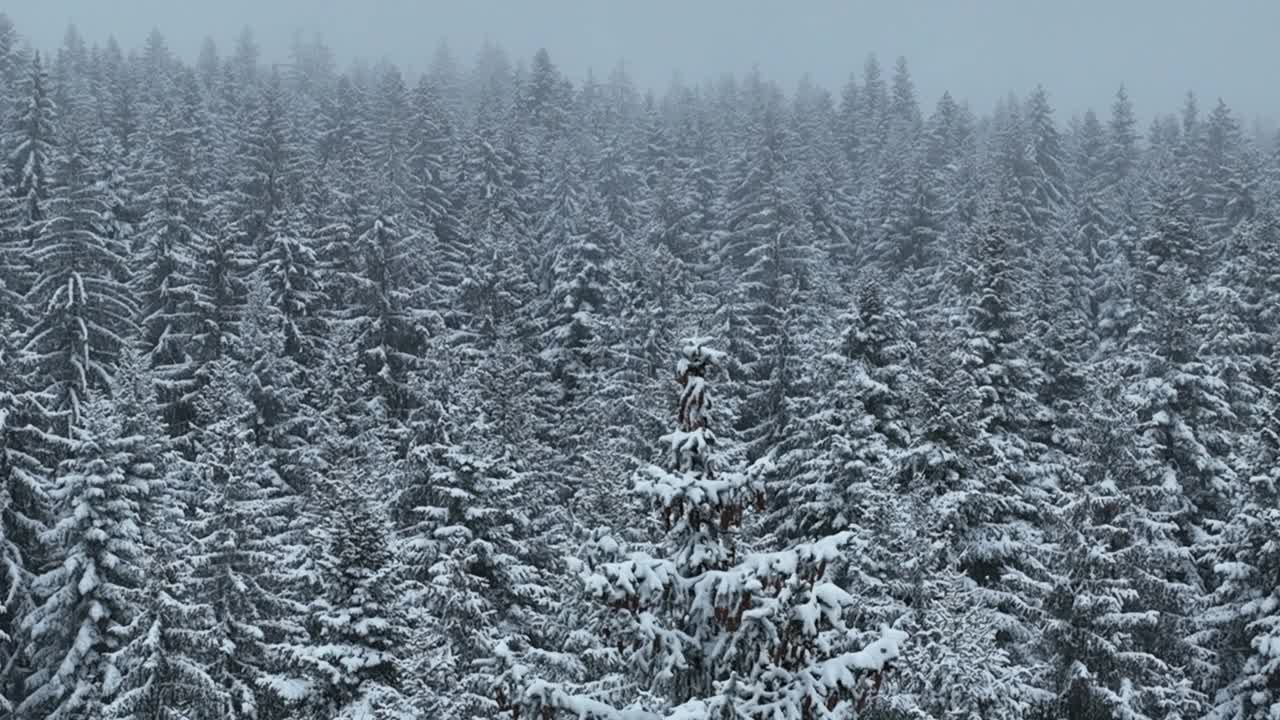 无人机鸟瞰道路在田园诗般的冬季景观自然在茂密的森林与新雪。视频素材