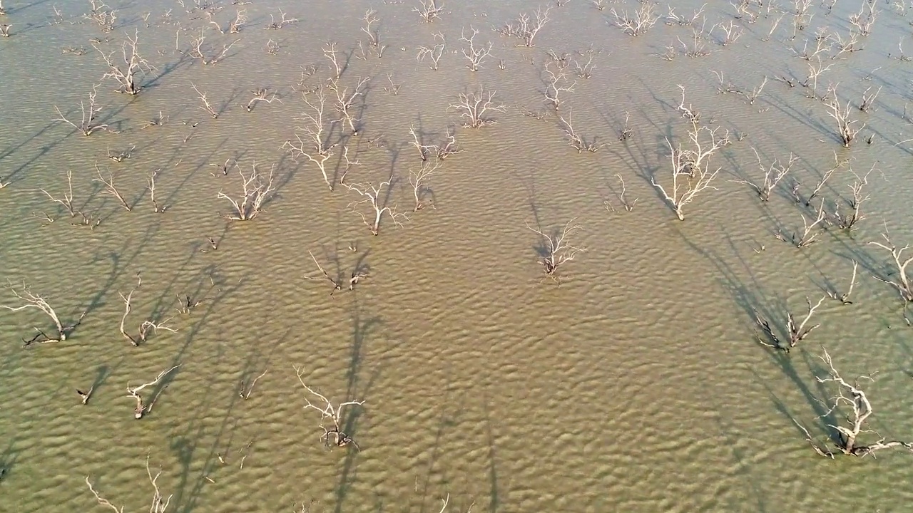 澳大利亚内陆干旱地区一个棕色湖水中被洪水淹没的枯树视频素材