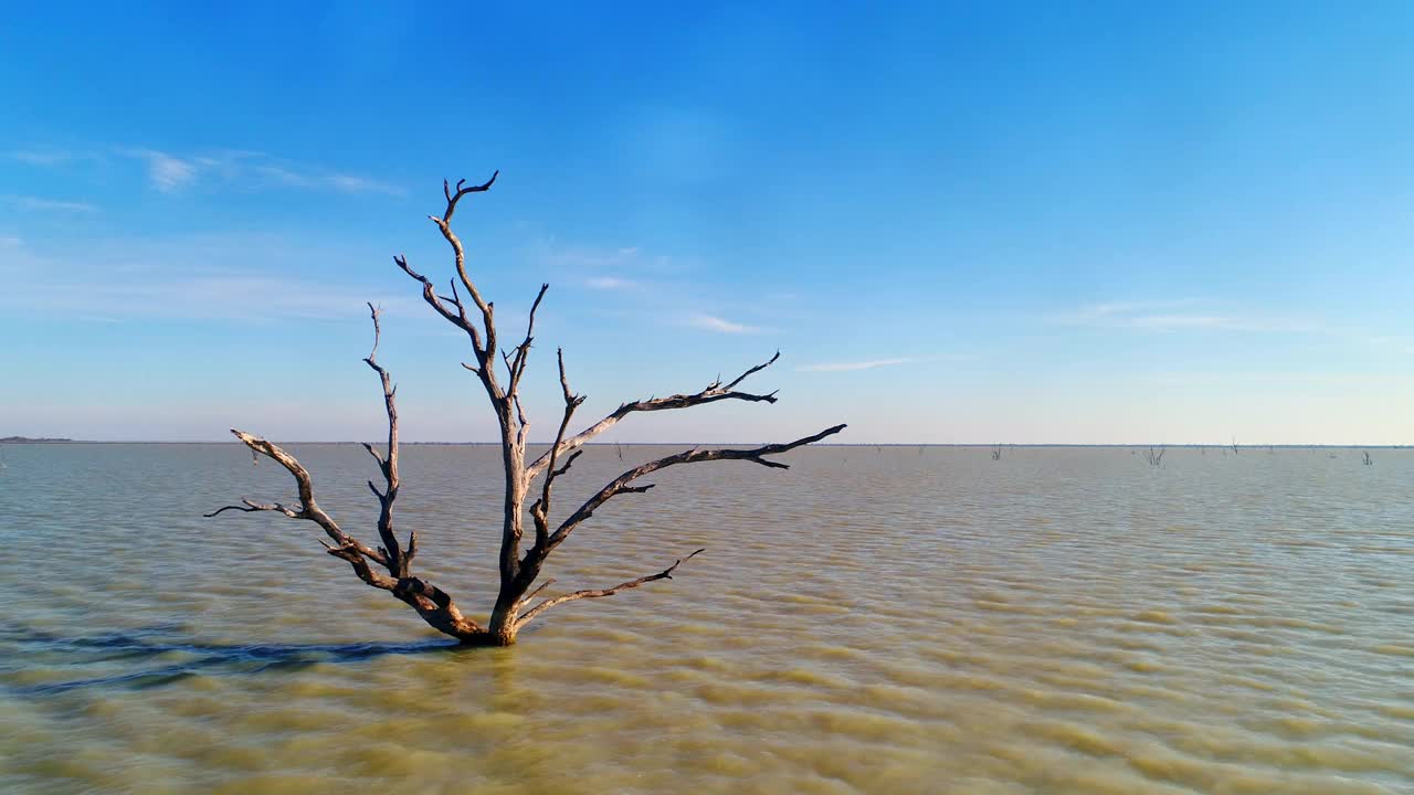 澳大利亚内陆干旱地区一个棕色湖水中被洪水淹没的枯树视频素材