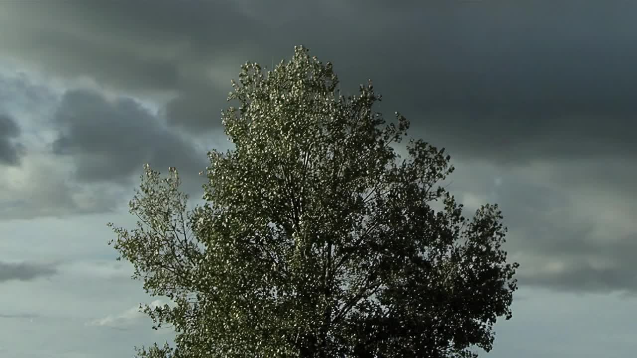 树对着暴风雨的天空。视频素材