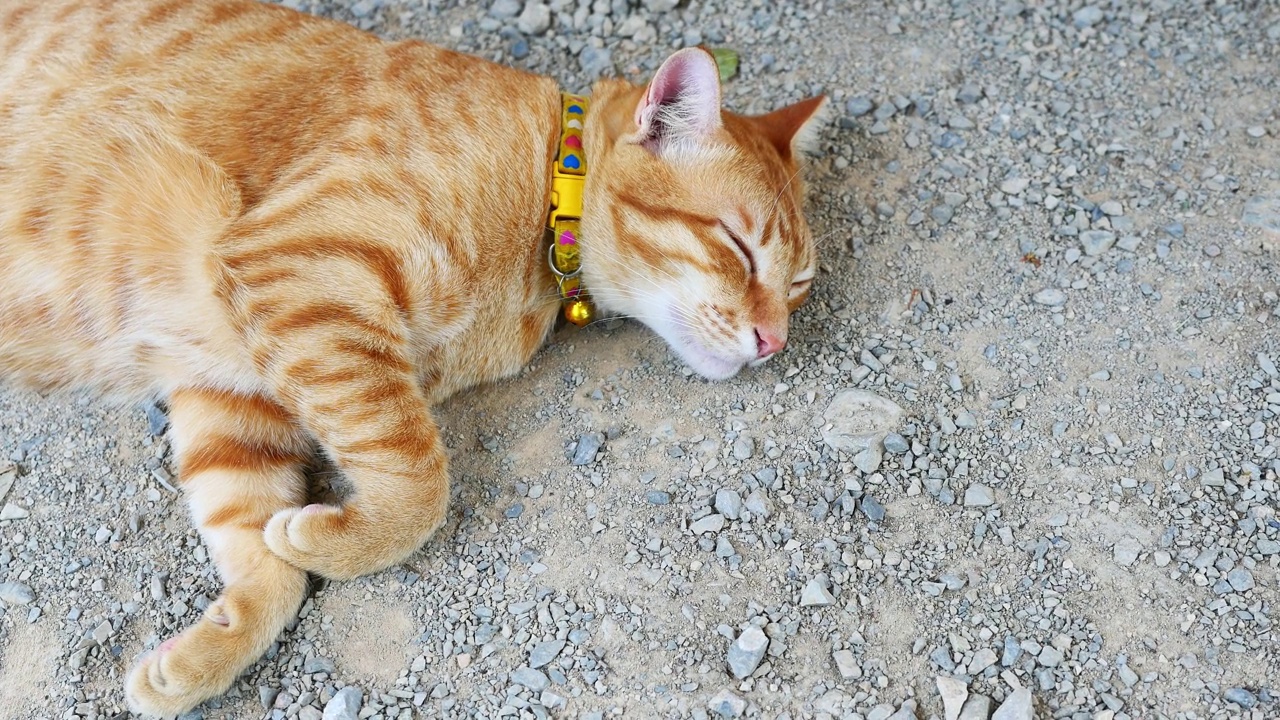 橙色的虎斑猫在灰色的土地上休息和睡觉视频素材