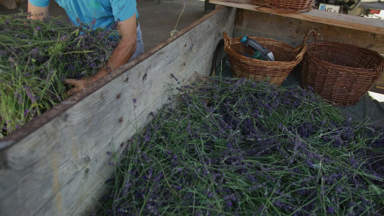 高级男子在容器中放置薰衣草花视频素材