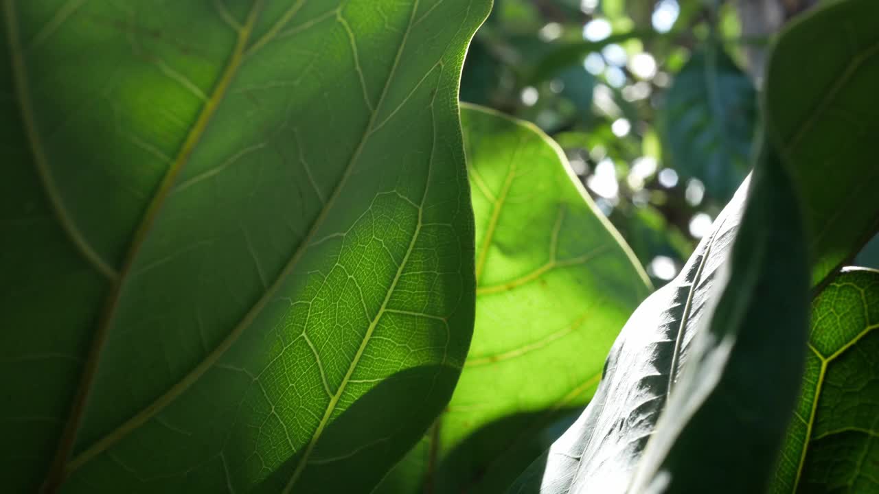 靠近树的叶子，阳光透过树的叶子。绿叶宏在夏日阳光照射与散景耀斑背景阳光视频素材