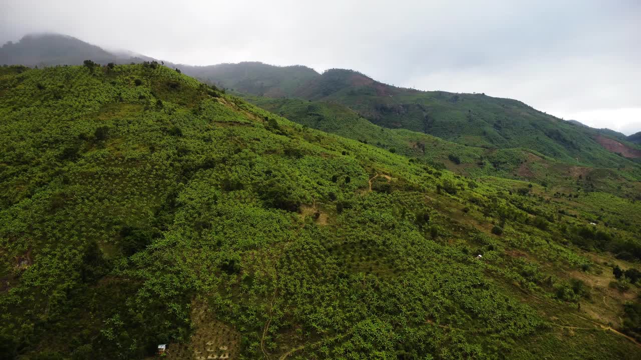 鸟瞰香蕉种植园在佛平山，越南-无人机拍摄视频素材