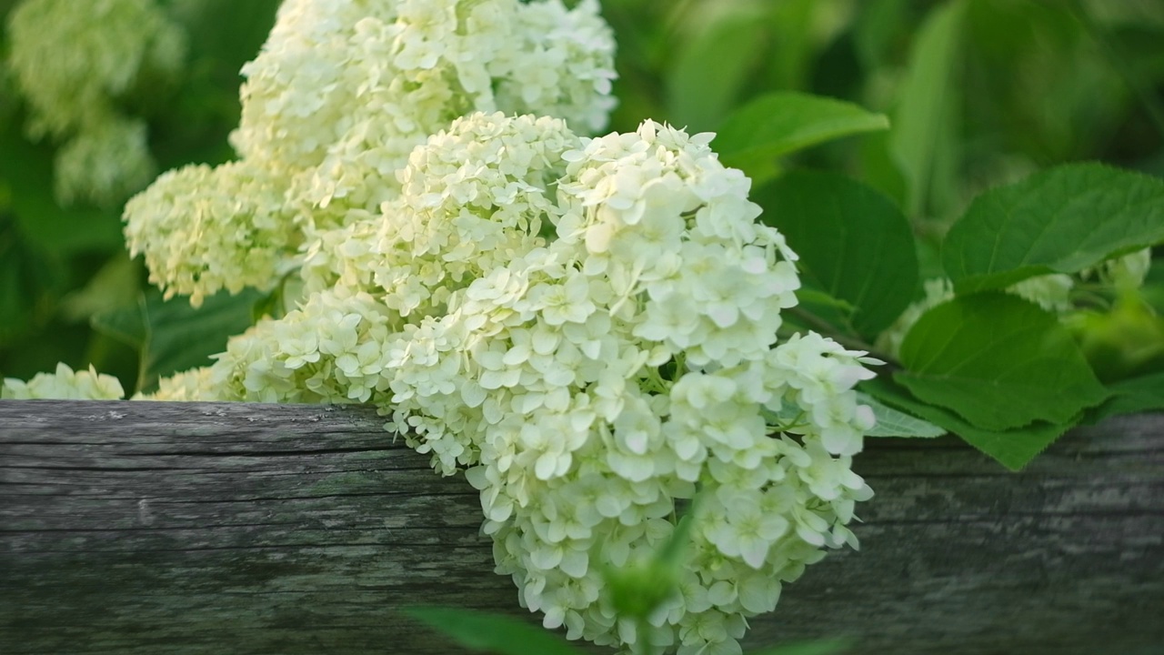 奇花异草白花绣球，俗称光滑绣球，是园林中的野生绣球。下午阳光下的白色绣球花特写。视频素材