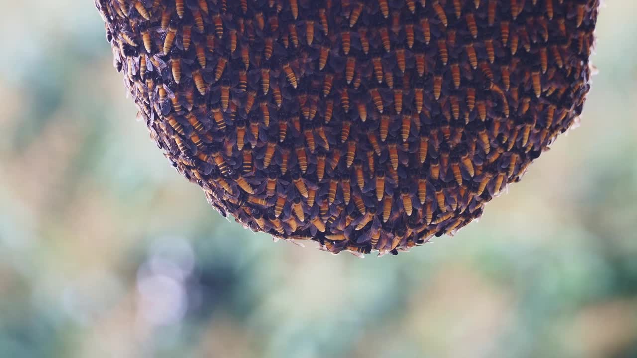 大蜂箱和许多蜜蜂正在建造蜂箱。视频素材