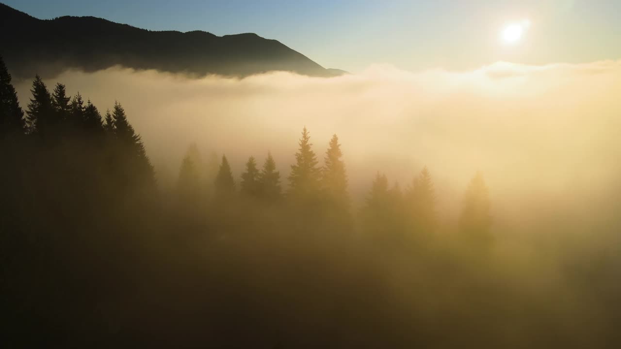 秋天日出时，明亮多雾的早晨在黑暗的山地森林树木上空的鸟瞰图。黎明时分野生林地的美丽景色视频素材