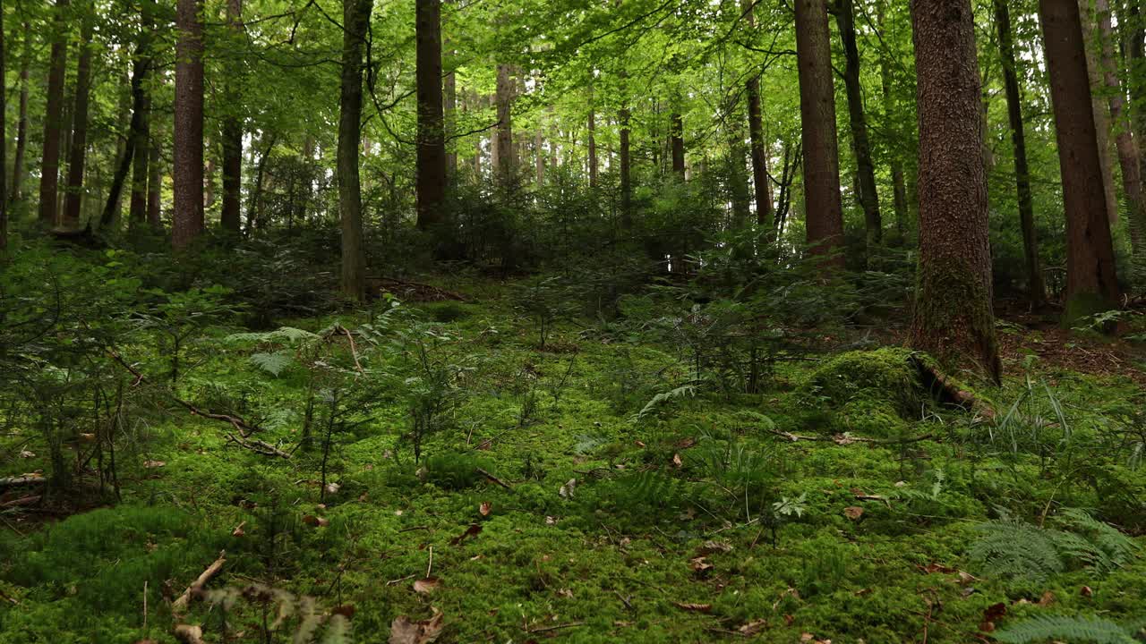 长满苔藓的森林地面和树木的慢动作。视频素材