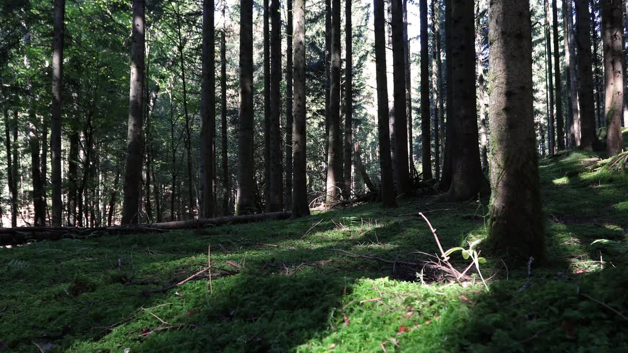 苔藓地在针叶林景观。小车滑块设备使用。视频素材