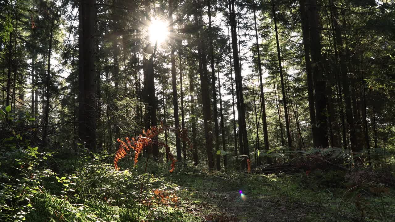 阳光灿烂的森林地面，阳光透过树木在慢动作。视频素材