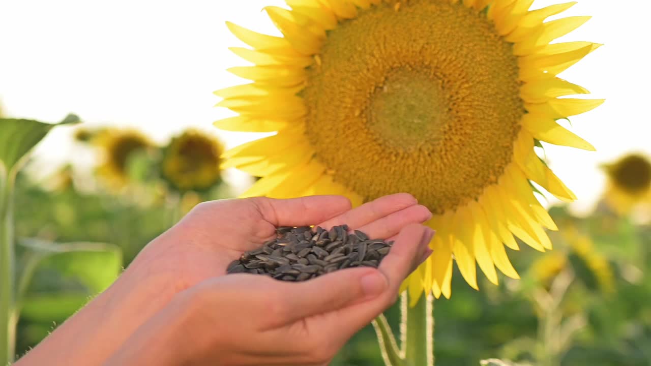 日落时分，田里一位身穿格子衬衫的农民手里拿着葵花籽。农业，种植向日葵油，农学家，葵花籽收获，农业综合企业。慢动作视频下载