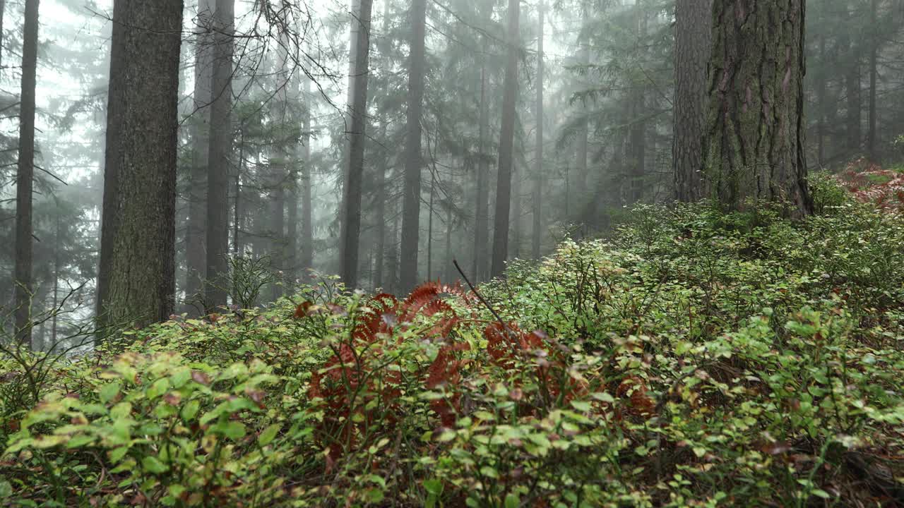 魔幻雾林童话般的风景。滑块设备使用。视频素材