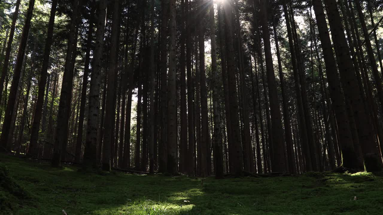 阳光在长满苔藓的童话森林。视频素材