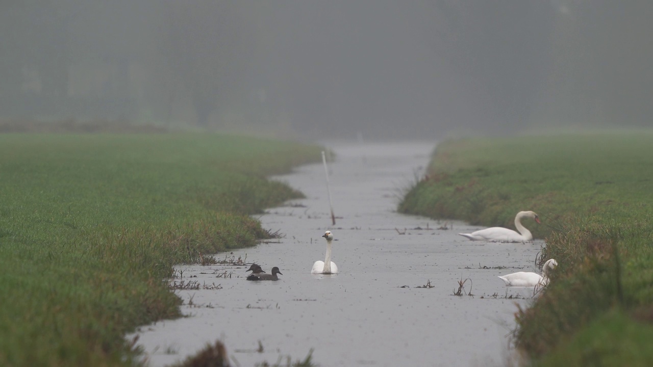 两只成年比威克天鹅(Cygnus columbianus bewickii)在雨中在沟里游泳视频素材