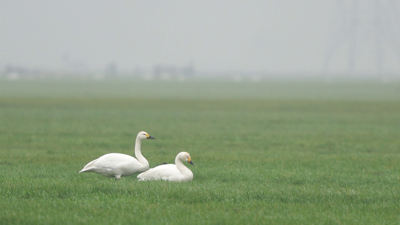 两只成年比威克天鹅(Cygnus columbianus bewickii)在草地上觅食视频素材